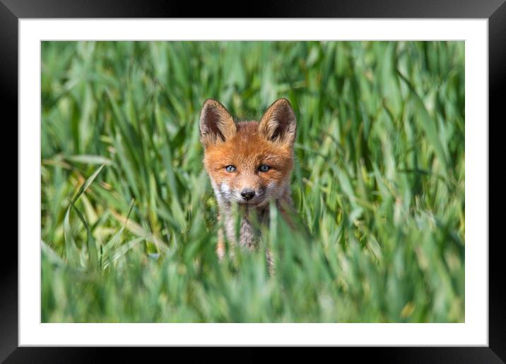 Young Red Fox in Meadow Framed Mounted Print by Arterra 