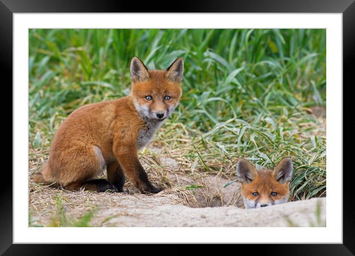 Red Fox Kits at Burrow Framed Mounted Print by Arterra 
