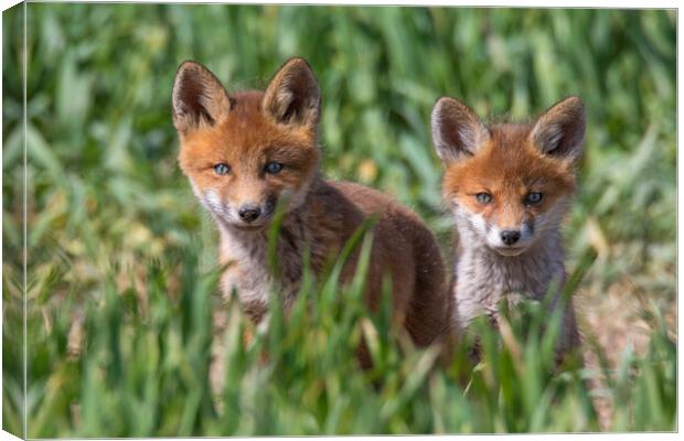 Two Cute Young Red Foxes Canvas Print by Arterra 