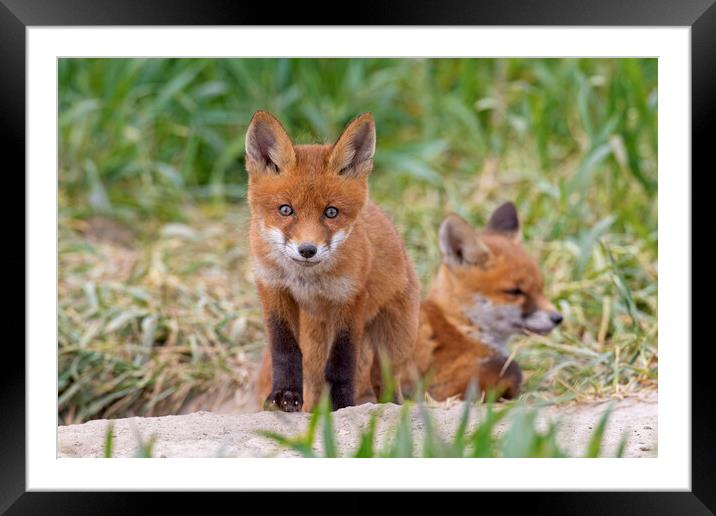 Two Red Fox Kits  Framed Mounted Print by Arterra 