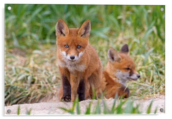 Two Red Fox Kits  Acrylic by Arterra 