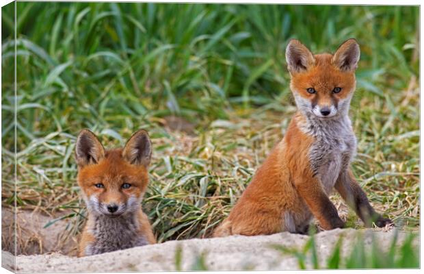 Two Red Fox Cubs at Den Canvas Print by Arterra 