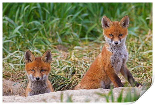 Two Red Fox Cubs at Den Print by Arterra 
