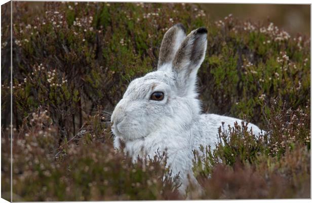 Scottish Mountain Hare in Moorland Canvas Print by Arterra 