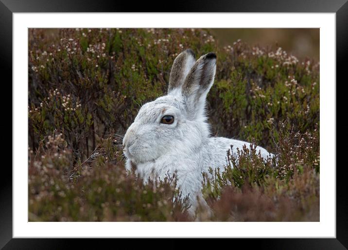 Scottish Mountain Hare in Moorland Framed Mounted Print by Arterra 