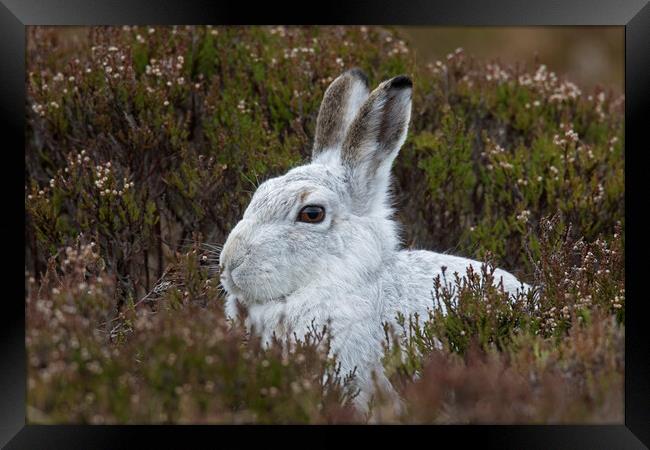 Scottish Mountain Hare in Moorland Framed Print by Arterra 