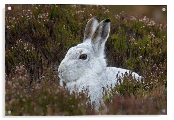 Scottish Mountain Hare in Moorland Acrylic by Arterra 