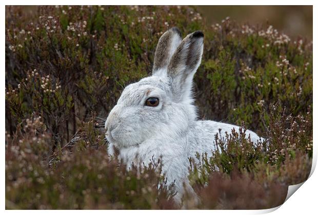 Scottish Mountain Hare in Moorland Print by Arterra 
