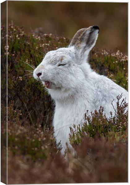 Yawning Mountain Hare Canvas Print by Arterra 