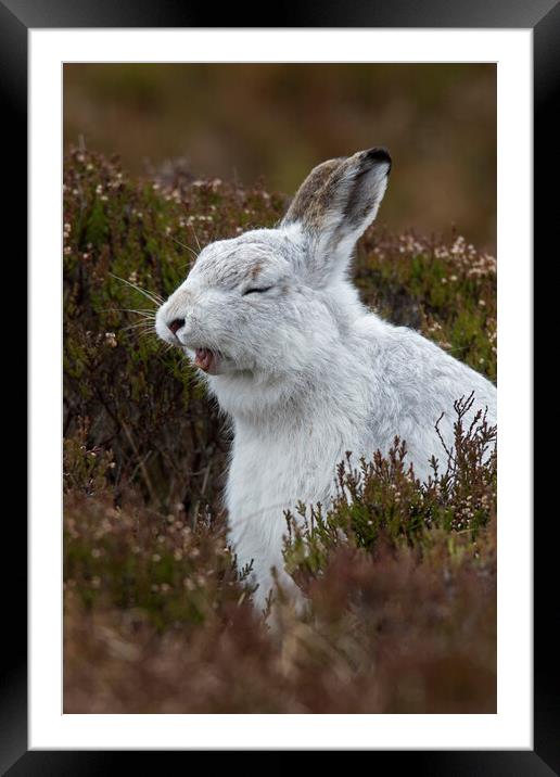Yawning Mountain Hare Framed Mounted Print by Arterra 