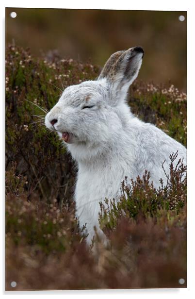 Yawning Mountain Hare Acrylic by Arterra 