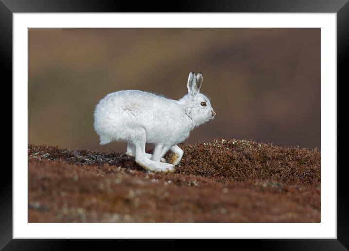 Running Mountain Hare Framed Mounted Print by Arterra 