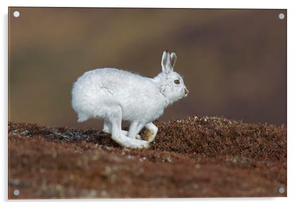 Running Mountain Hare Acrylic by Arterra 