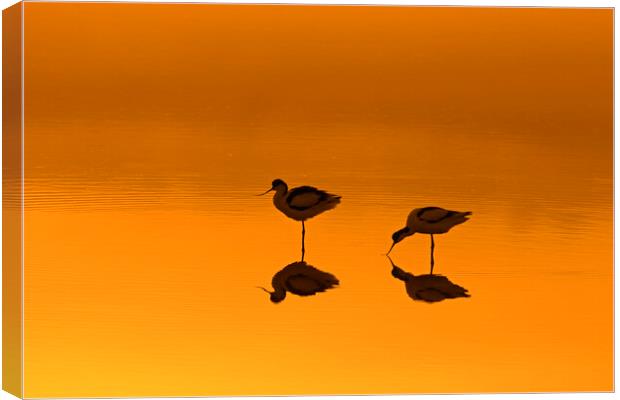 Two Pied Avocets in Lake at Sunset Canvas Print by Arterra 