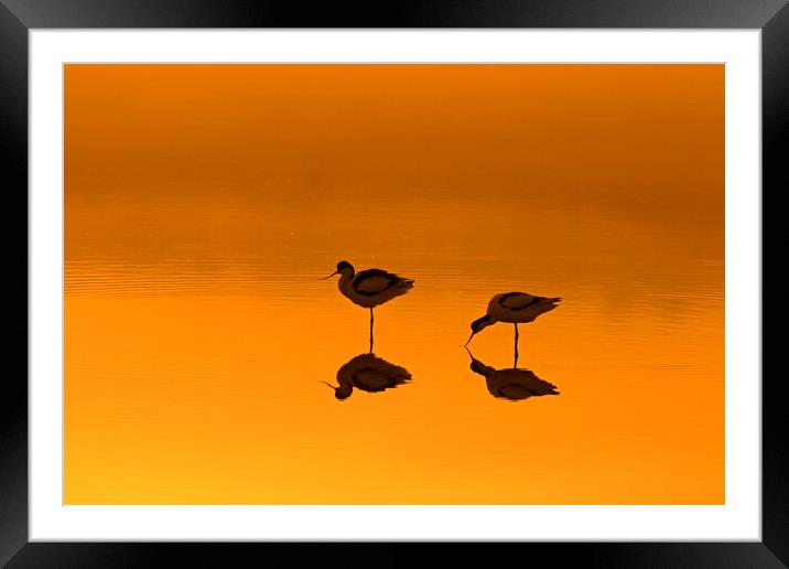 Two Pied Avocets in Lake at Sunset Framed Mounted Print by Arterra 