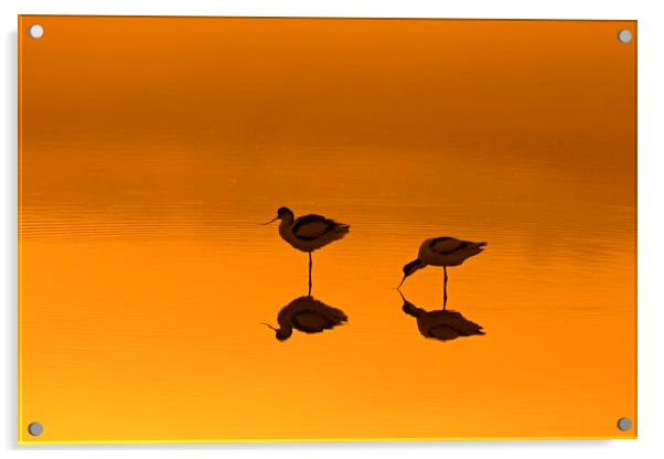 Two Pied Avocets in Lake at Sunset Acrylic by Arterra 