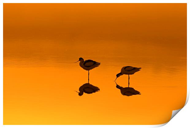 Two Pied Avocets in Lake at Sunset Print by Arterra 
