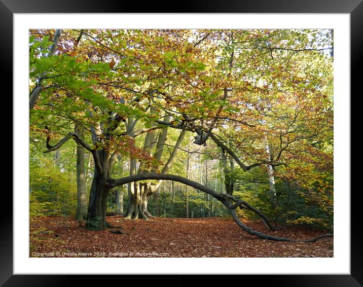 Autumnal Walk at Keston Ponds Kent Framed Mounted Print by Ursula Keene