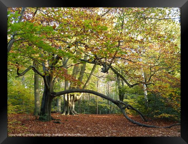 Autumnal Walk at Keston Ponds Kent Framed Print by Ursula Keene