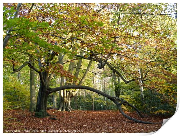 Autumnal Walk at Keston Ponds Kent Print by Ursula Keene