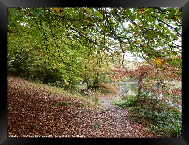 Walk by Keston Ponds in the autumn Framed Print by Ursula Keene