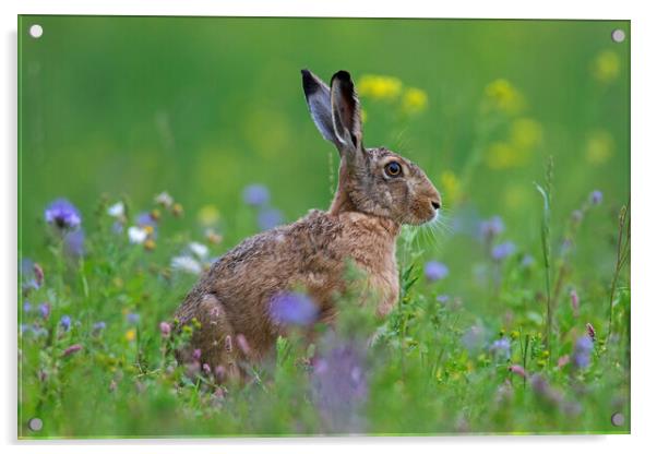 Brown Hare in Meadow Acrylic by Arterra 