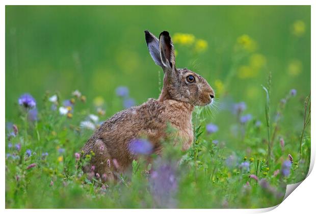 Brown Hare in Meadow Print by Arterra 