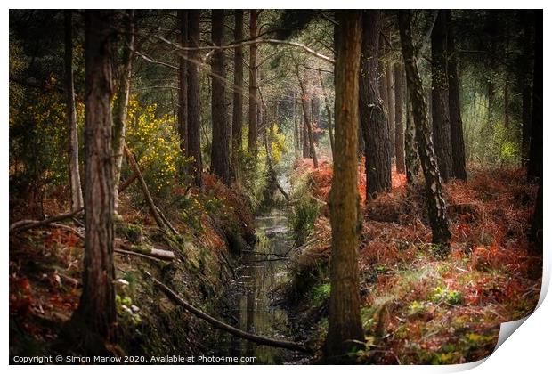 Autumn in the forest at Padworth Print by Simon Marlow