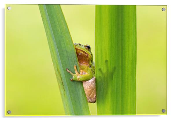 European Tree Frog Acrylic by Arterra 