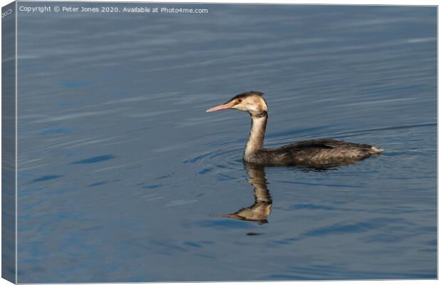 Juvenile Great Crested Grebe. Canvas Print by Peter Jones