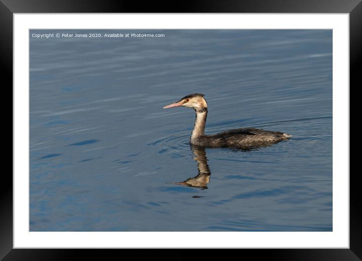 Juvenile Great Crested Grebe. Framed Mounted Print by Peter Jones