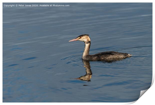 Juvenile Great Crested Grebe. Print by Peter Jones