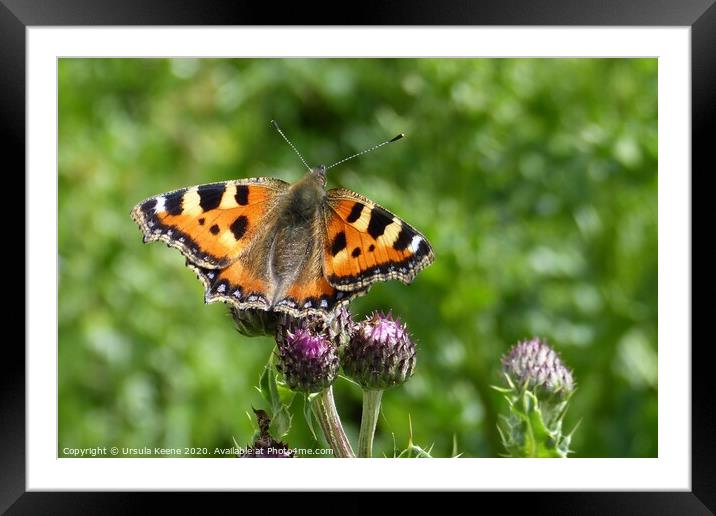 Small Tortoiseshell Butterfly Framed Mounted Print by Ursula Keene