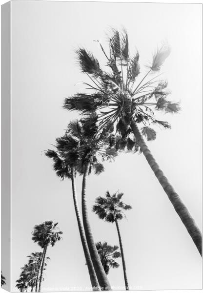 Palm trees in the sun | black and white Canvas Print by Melanie Viola