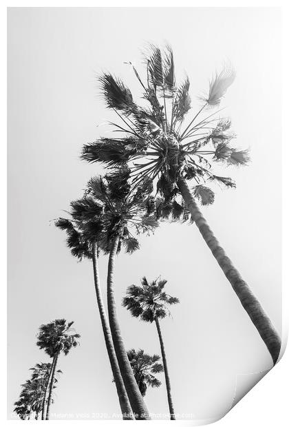 Palm trees in the sun | black and white Print by Melanie Viola