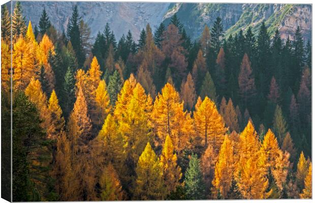 Larch Trees in Autumn Forest Canvas Print by Arterra 