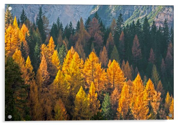 Larch Trees in Autumn Forest Acrylic by Arterra 