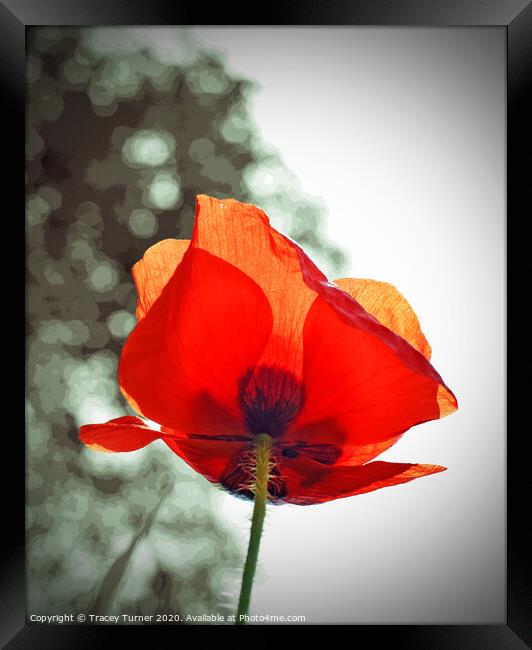 Poppy Solo Framed Print by Tracey Turner