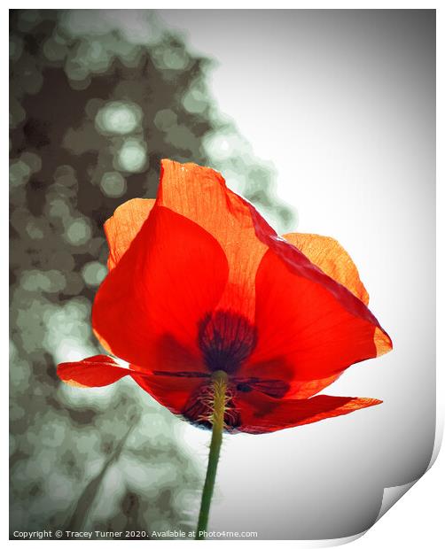 Poppy Solo Print by Tracey Turner