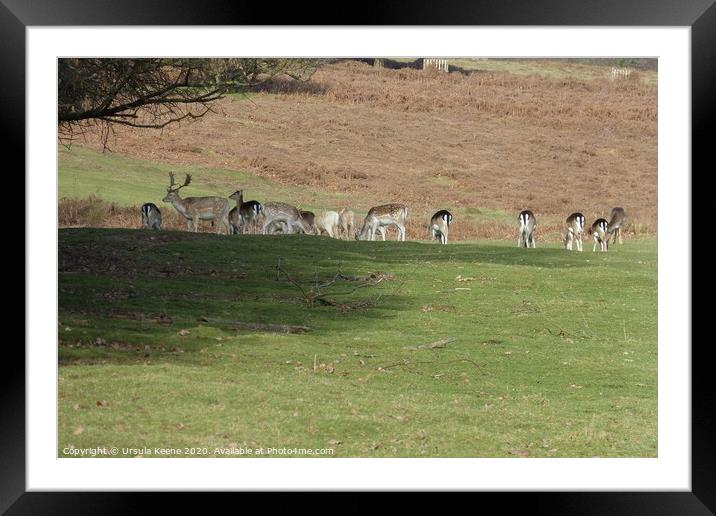 Herd of fallow deer at Knole Park Kent Framed Mounted Print by Ursula Keene