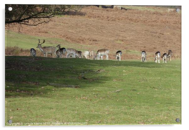 Herd of fallow deer at Knole Park Kent Acrylic by Ursula Keene