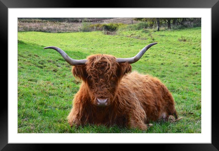 A highland cow lying on top of a lush green field Framed Mounted Print by Andrew Heaps