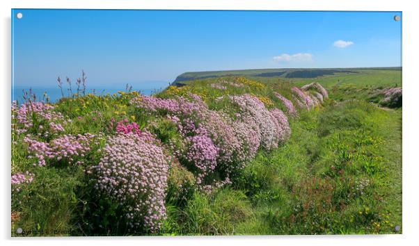 South west coast path, Cornwall Acrylic by Brenda Belcher