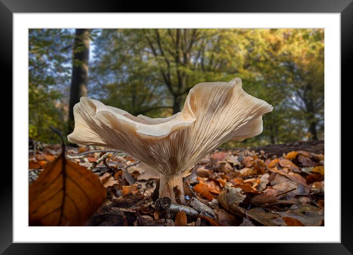 Fleecy Milk-Cap in Autumn Forest Framed Mounted Print by Arterra 