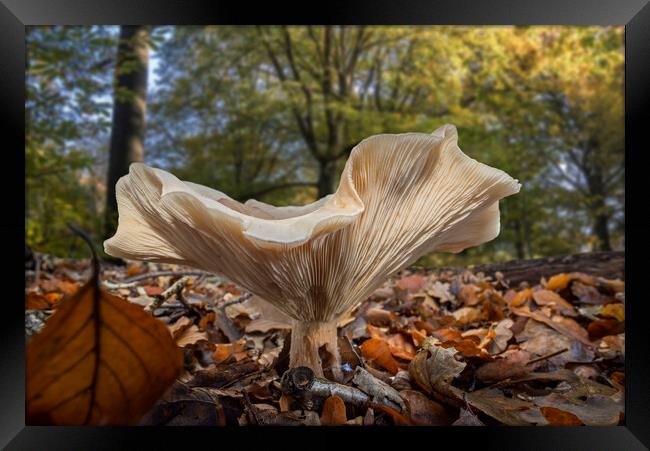 Fleecy Milk-Cap in Autumn Forest Framed Print by Arterra 