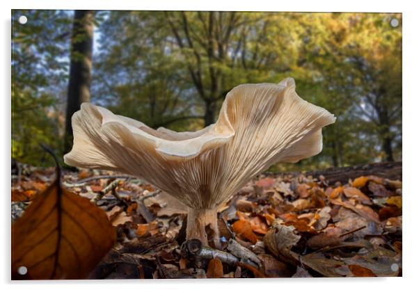 Fleecy Milk-Cap in Autumn Forest Acrylic by Arterra 