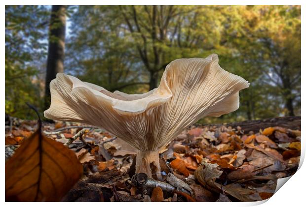 Fleecy Milk-Cap in Autumn Forest Print by Arterra 
