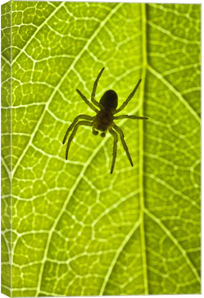 Immature orb web spider (Araneidae) Canvas Print by Gabor Pozsgai