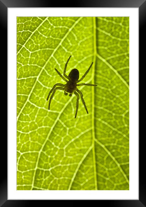 Immature orb web spider (Araneidae) Framed Mounted Print by Gabor Pozsgai
