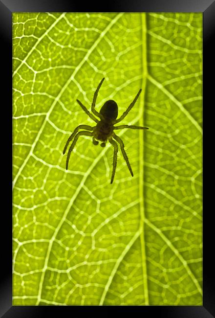 Immature orb web spider (Araneidae) Framed Print by Gabor Pozsgai